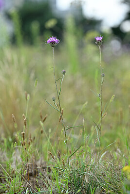 BUITEN BEELD Foto: 440458