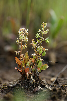 BUITEN BEELD Foto: 440461