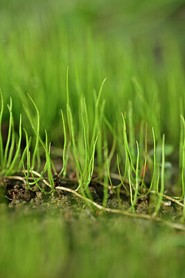 BUITEN BEELD Foto: 440462