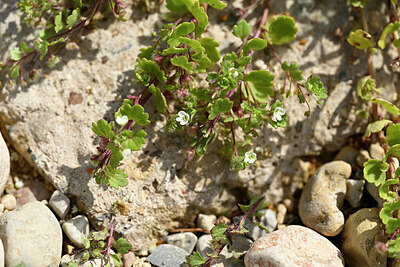 BUITEN BEELD Foto: 440466