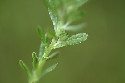 BUITEN BEELD Foto: 440467