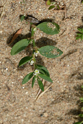 BUITEN BEELD Foto: 440468