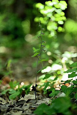 BUITEN BEELD Foto: 440472