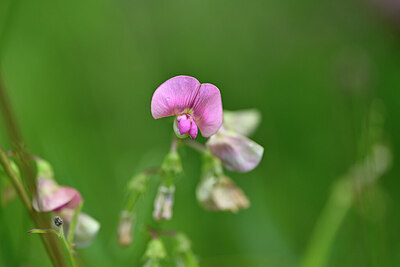 BUITEN BEELD Foto: 440474