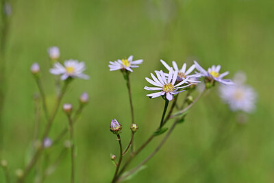 BUITEN BEELD Foto: 440475