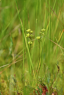 BUITEN BEELD Foto: 440476