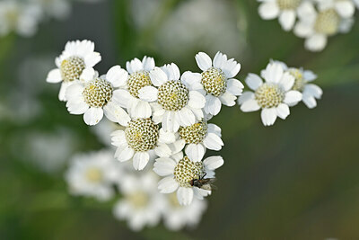 BUITEN BEELD Foto: 440477