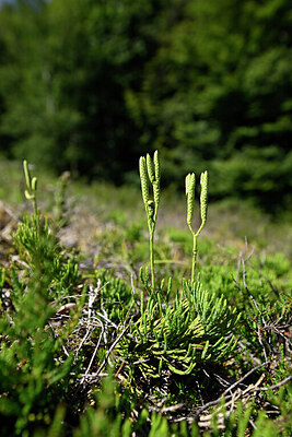 BUITEN BEELD Foto: 440479
