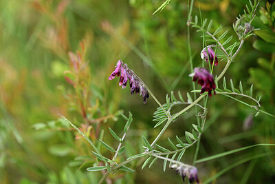 BUITEN BEELD Foto: 440482
