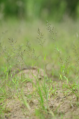 BUITEN BEELD Foto: 440486