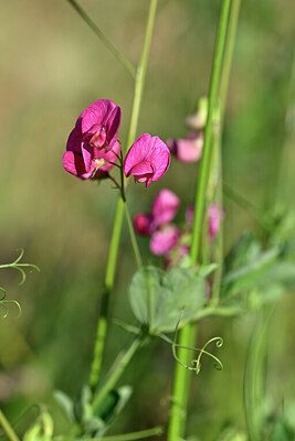 BUITEN BEELD Foto: 440487