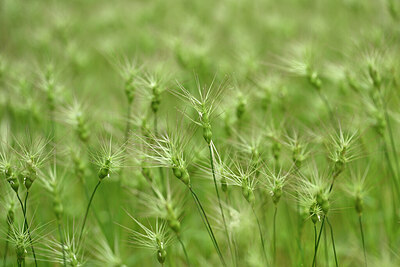 BUITEN BEELD Foto: 440489
