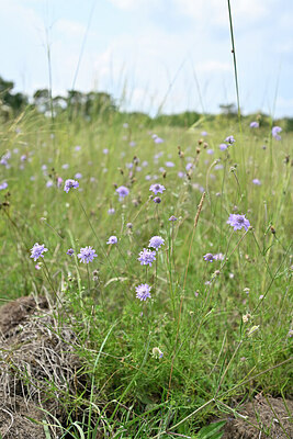 BUITEN BEELD Foto: 440491