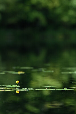 BUITEN BEELD Foto: 440492