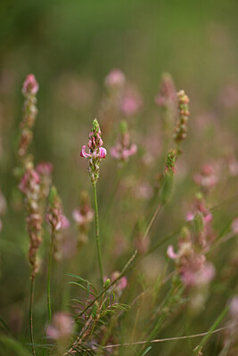 BUITEN BEELD Foto: 440495