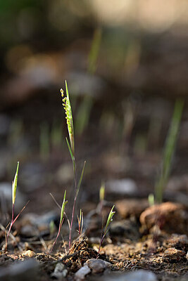 BUITEN BEELD Foto: 440498