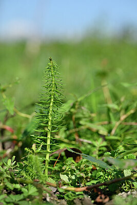 BUITEN BEELD Foto: 440503