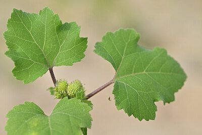 BUITEN BEELD Foto: 440504