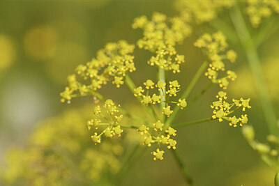 BUITEN BEELD Foto: 440505