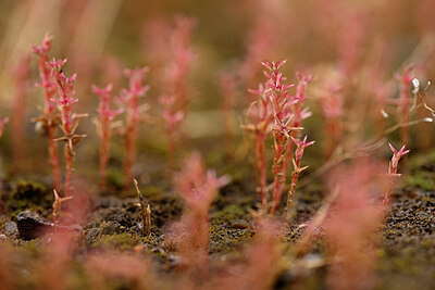 BUITEN BEELD Foto: 440506