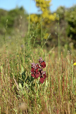 BUITEN BEELD Foto: 440507