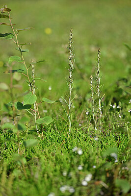 BUITEN BEELD Foto: 440508