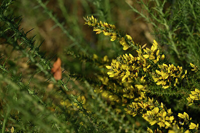 BUITEN BEELD Foto: 440509