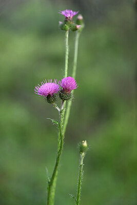 BUITEN BEELD Foto: 440512
