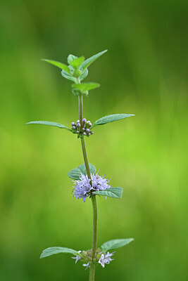 BUITEN BEELD Foto: 440517