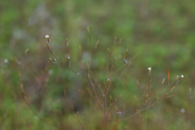 BUITEN BEELD Foto: 440519
