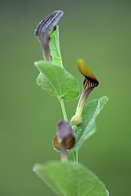 BUITEN BEELD Foto: 440520
