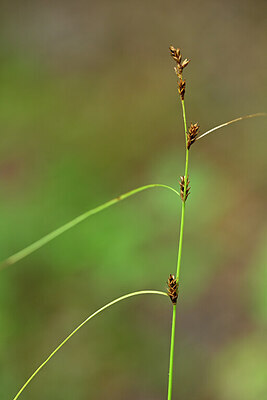 BUITEN BEELD Foto: 440521