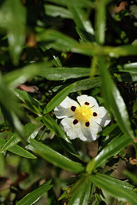 BUITEN BEELD Foto: 440522