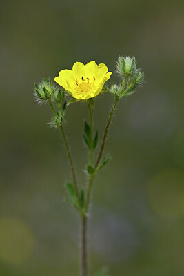 BUITEN BEELD Foto: 440524