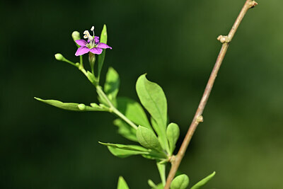 BUITEN BEELD Foto: 440525
