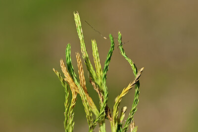 BUITEN BEELD Foto: 440528