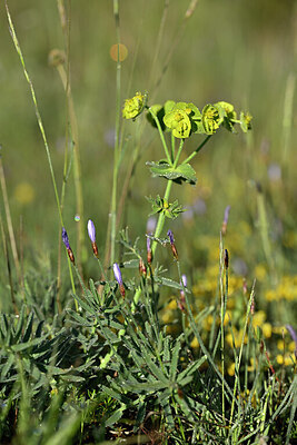 BUITEN BEELD Foto: 440531