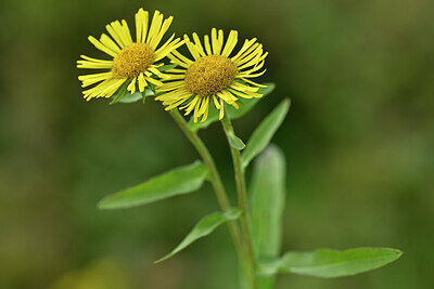 BUITEN BEELD Foto: 440535