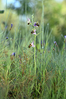 BUITEN BEELD Foto: 440536