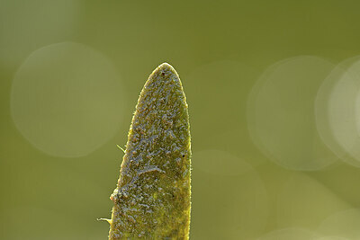 BUITEN BEELD Foto: 440546