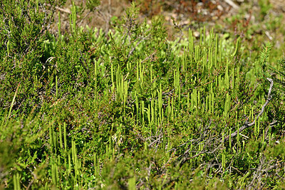 BUITEN BEELD Foto: 440548