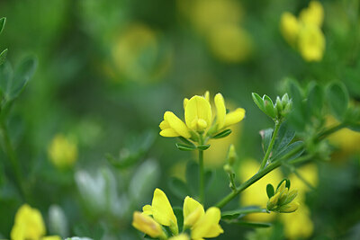 BUITEN BEELD Foto: 440550