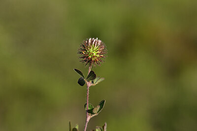 BUITEN BEELD Foto: 440554