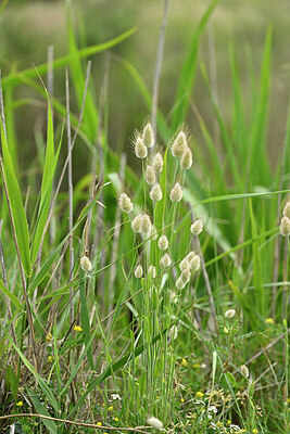 BUITEN BEELD Foto: 440555