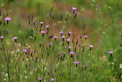 BUITEN BEELD Foto: 440556
