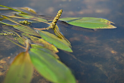 BUITEN BEELD Foto: 440558
