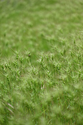 BUITEN BEELD Foto: 440561