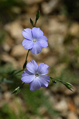 BUITEN BEELD Foto: 440565