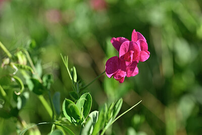 BUITEN BEELD Foto: 440566