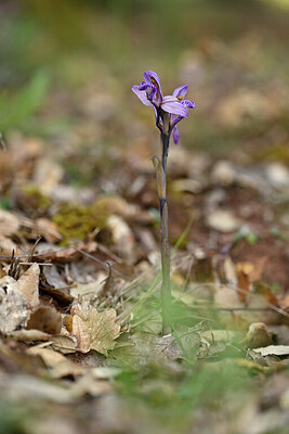 BUITEN BEELD Foto: 440567